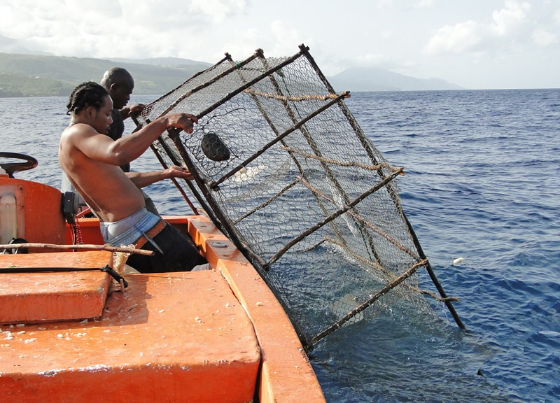 Resetting the fish trap - photo by GGerman
