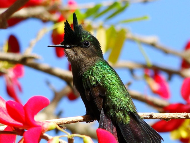 Antillean Crested  Hummingbird on the island of Dominica, Caribbean, West Indies - photo by Greg German