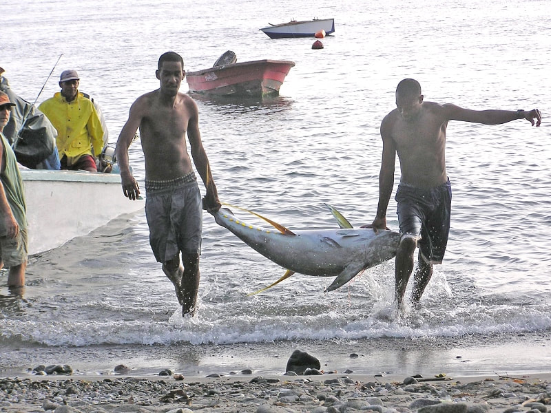 Yellow-fin tuna catch brought ashore at Batalie Beach, Dominica, photo by GGerman